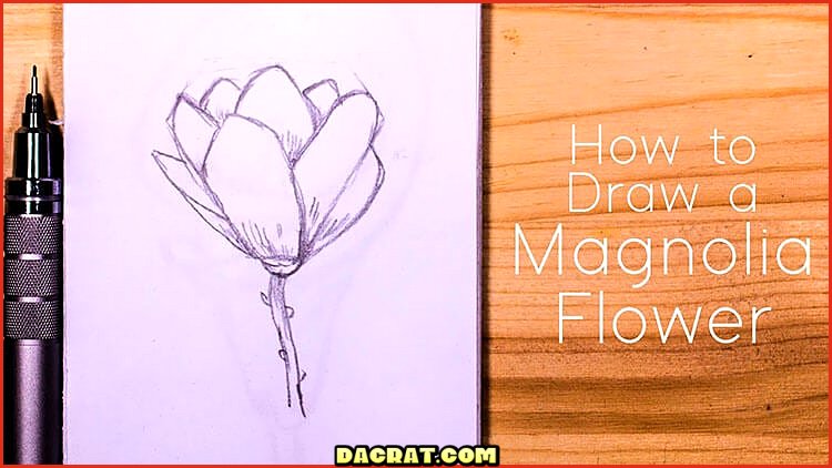 Cómo dibujar una flor de magnolia.