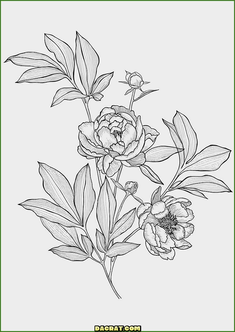 Dibujo de flor de peonía