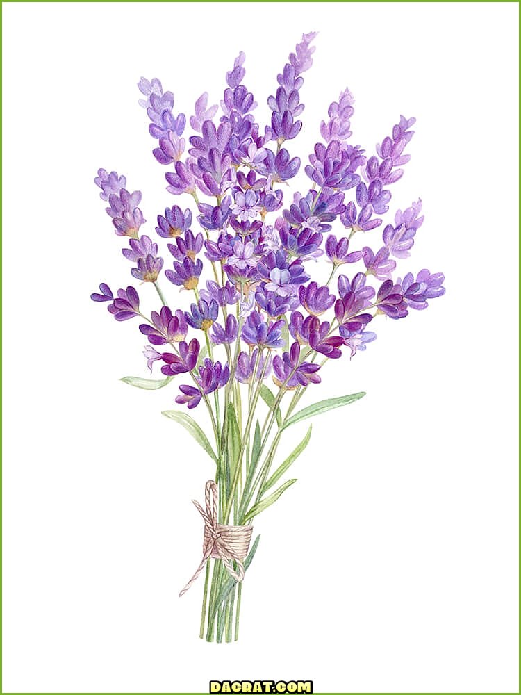 Ramo de flores de lavanda