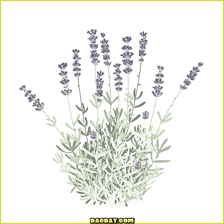 Lavanda de hierba plana