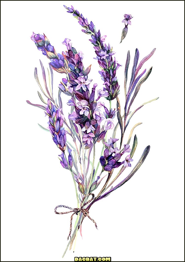 Impresionante ilustración de acuarela de lavanda