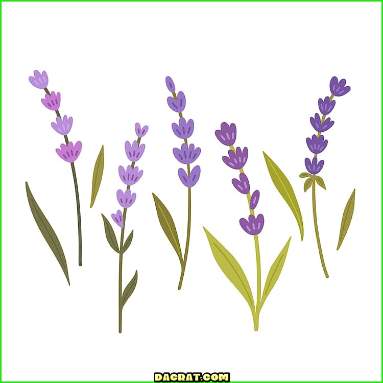 Flores de lavanda individuales