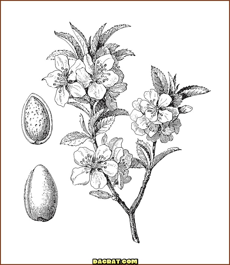 Dibujo de planta de almendro