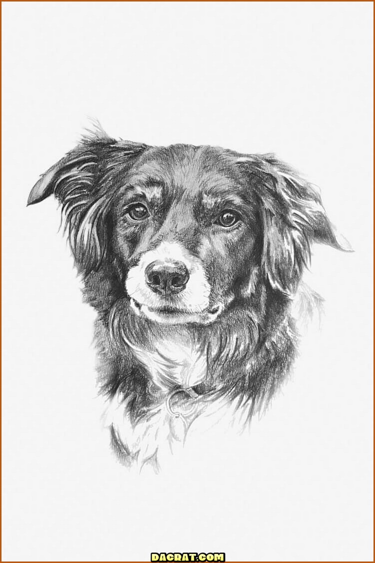 Border Collie Dibujo