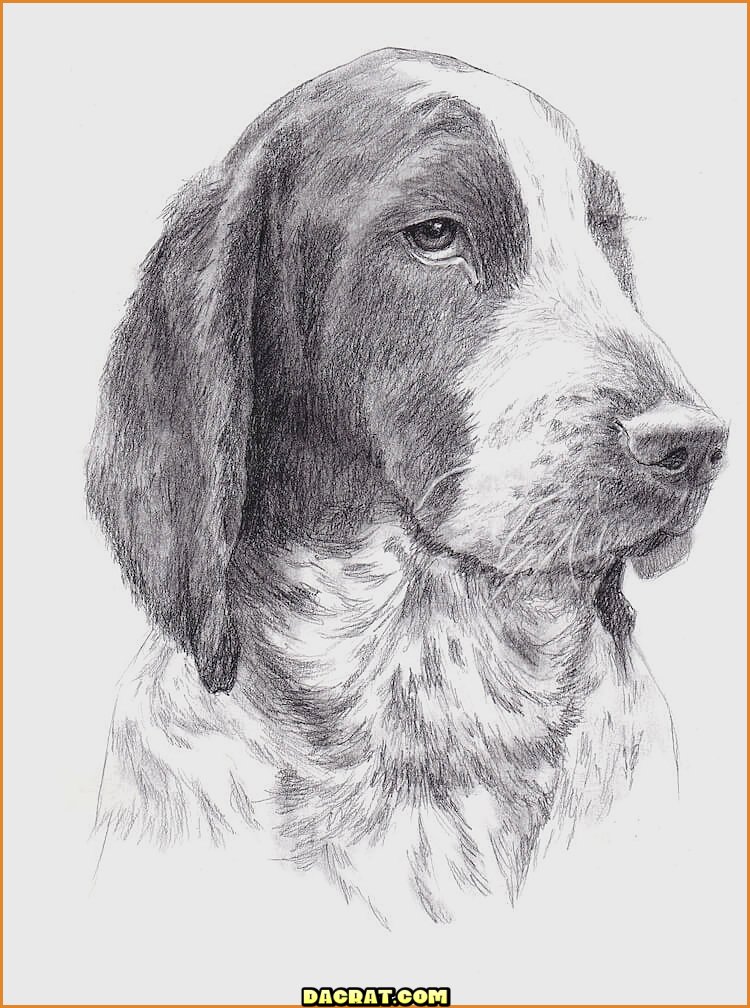 Dibujo De Retrato De Perro