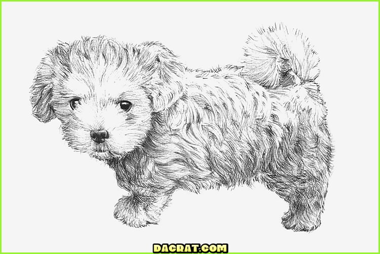 Lindo dibujo de perrito