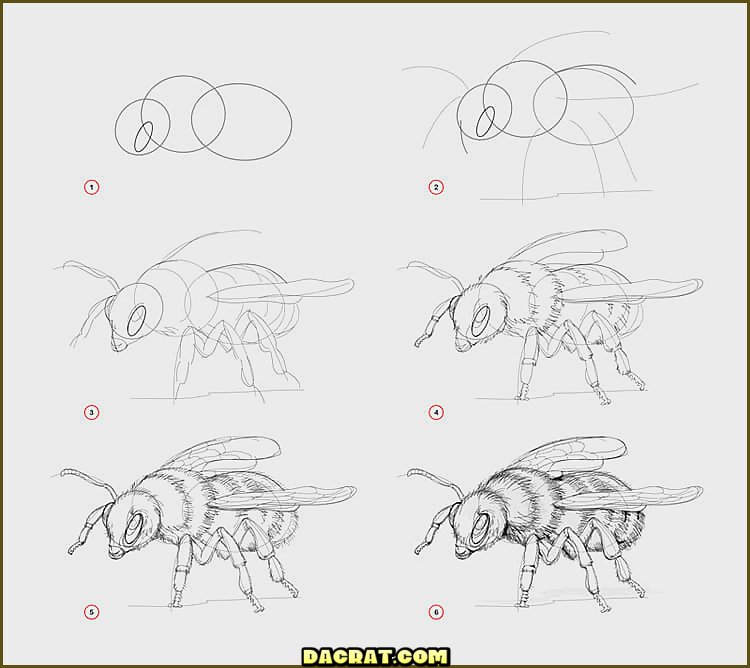 Cómo dibujar una abeja