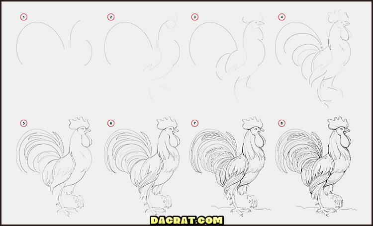 Cómo dibujar un gallo