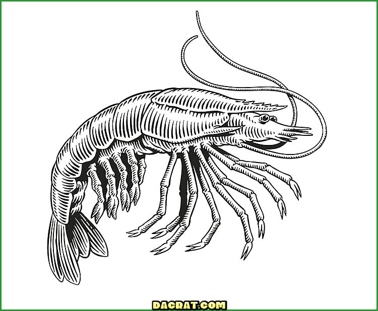 Dibujo realista de camarones